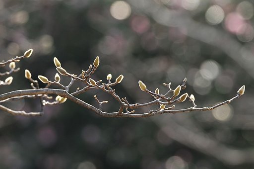 春の気配