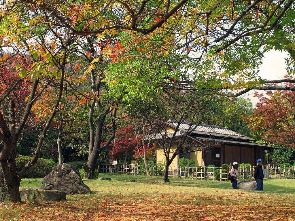 カイノキのある風景