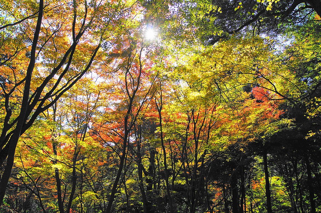 【紅】　日差し求めて