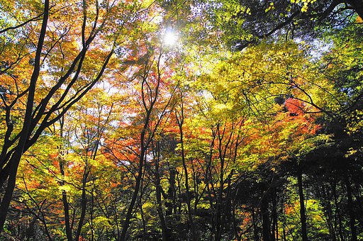 【紅】　日差し求めて
