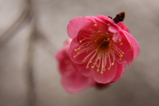 紅梅