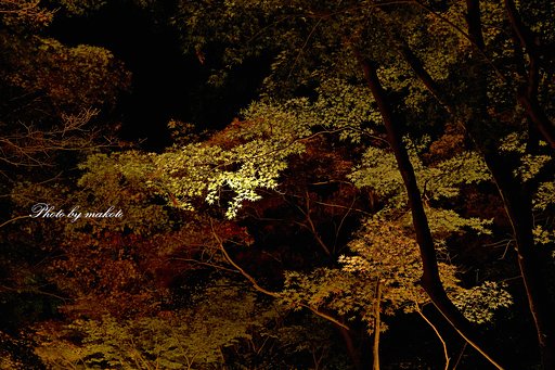 夜紅葉