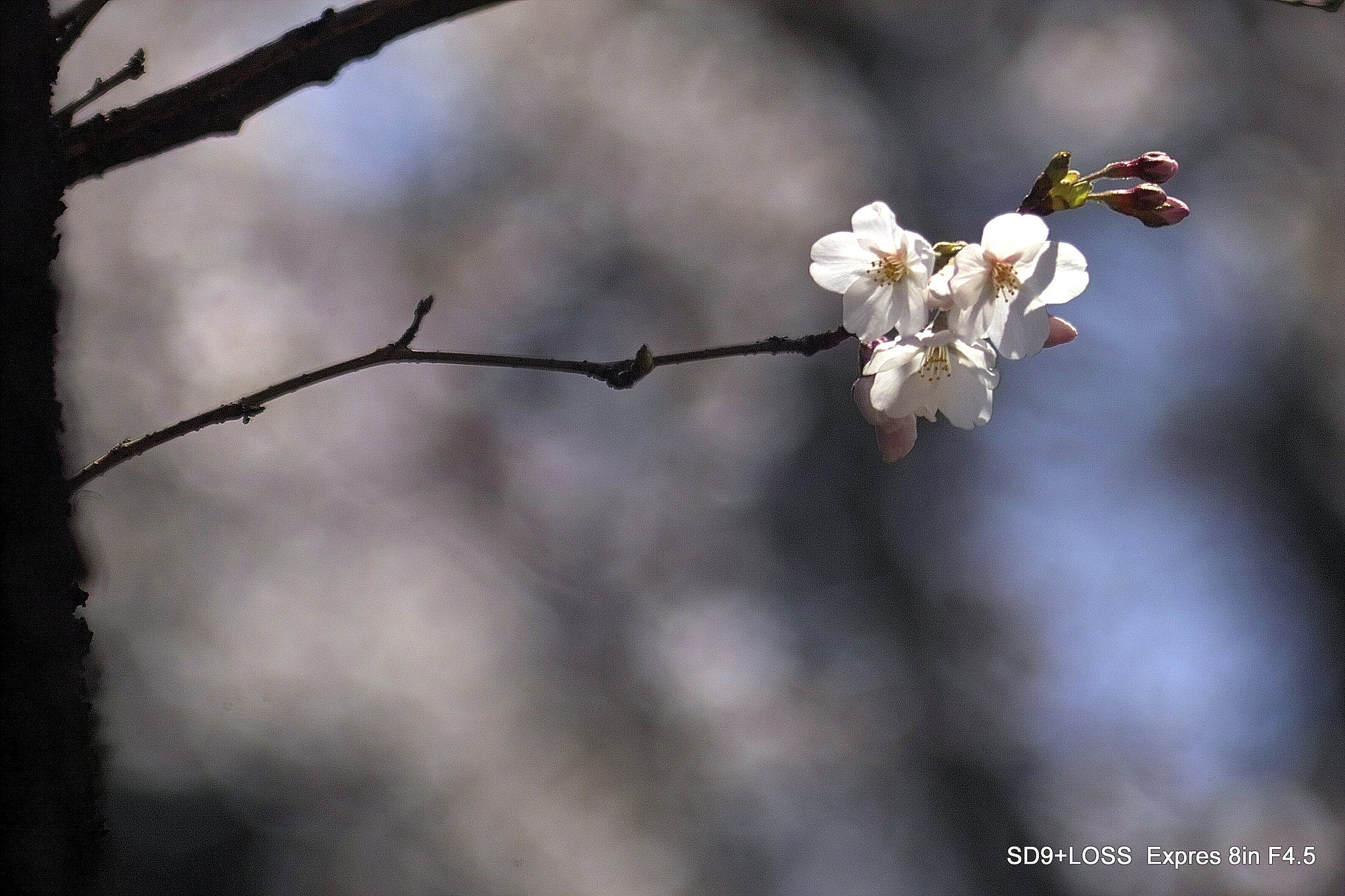 古典レンズで