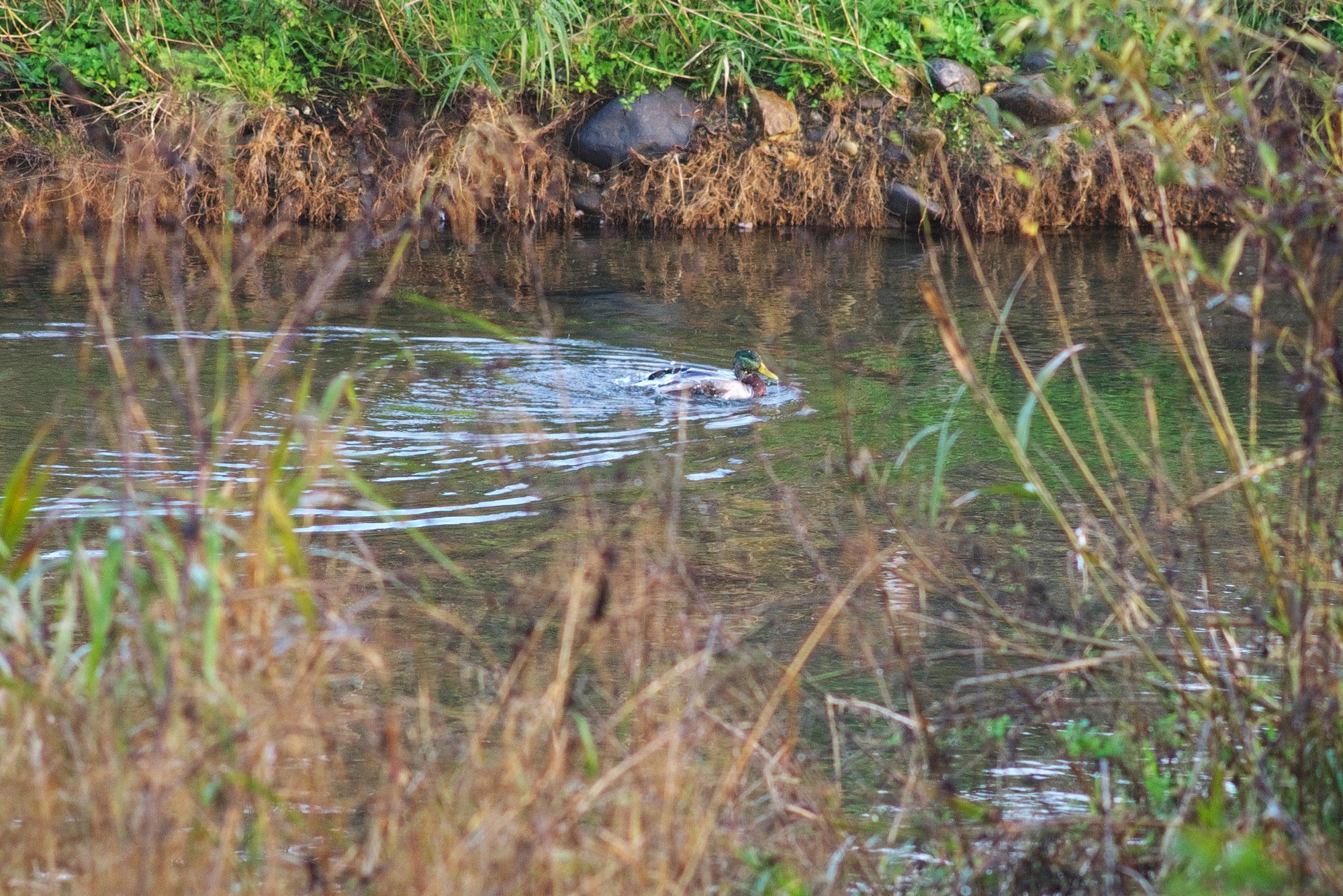 水浴び!