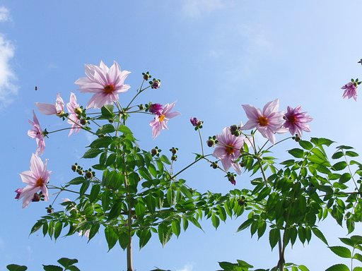 秋空に皇帝ダリア咲く