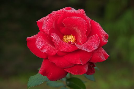 朝露をまとって 6