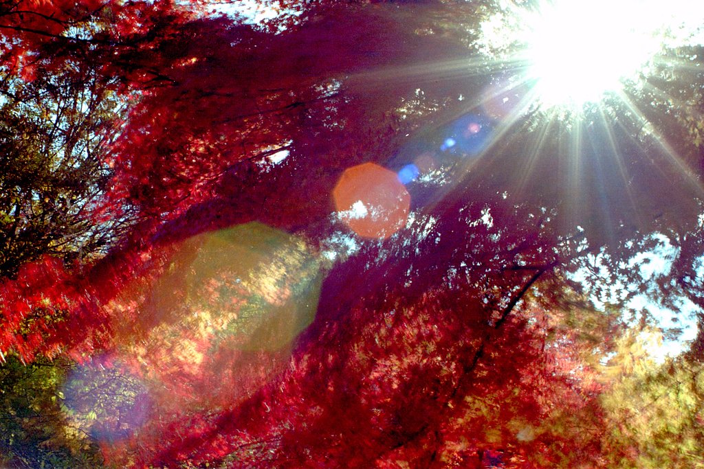 光の芸術 - 秋 -