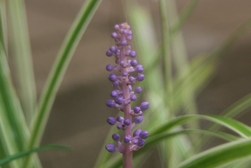 ヤブランの蕾が大きくなりました。