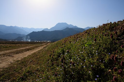 オオイヌノフグリと有明山
