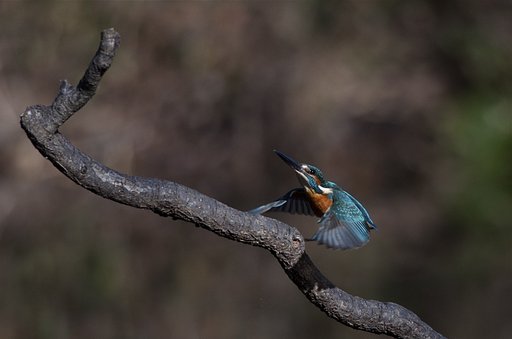 ウツリギなカワセミ