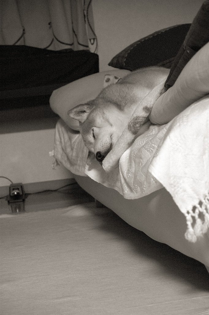 【単】徐々に落下する犬