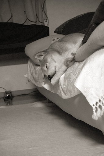 【単】徐々に落下する犬