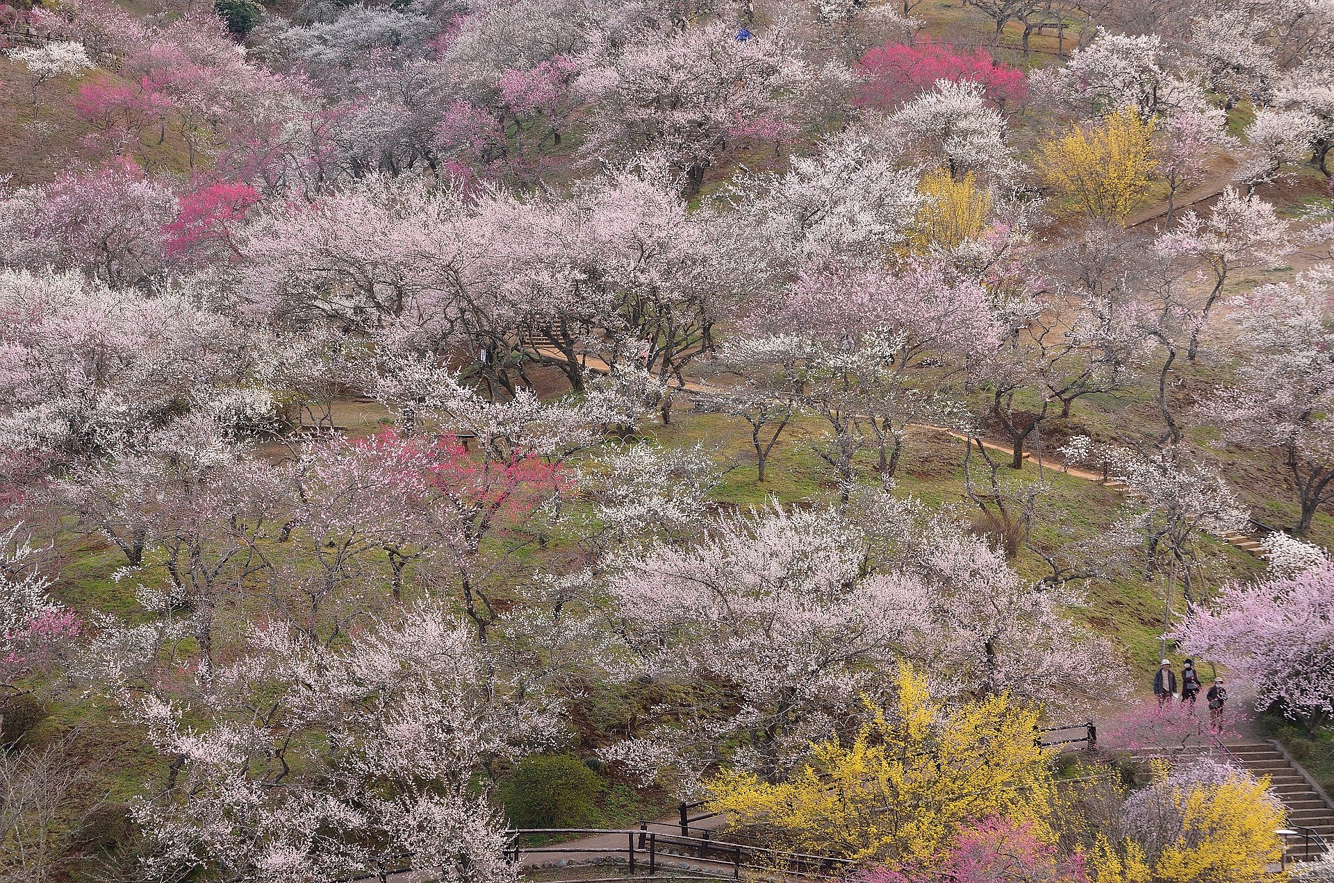 桜の季節ですが...