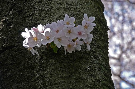 これも　［花見」