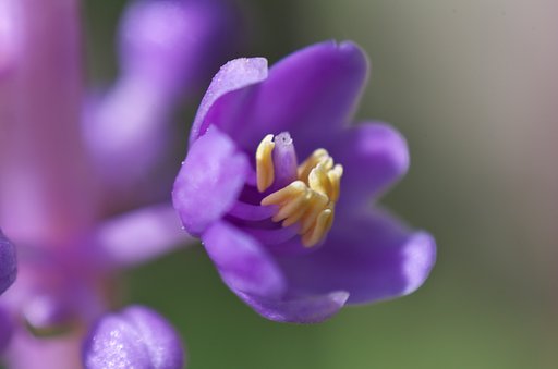 ヤブラン花一厘。