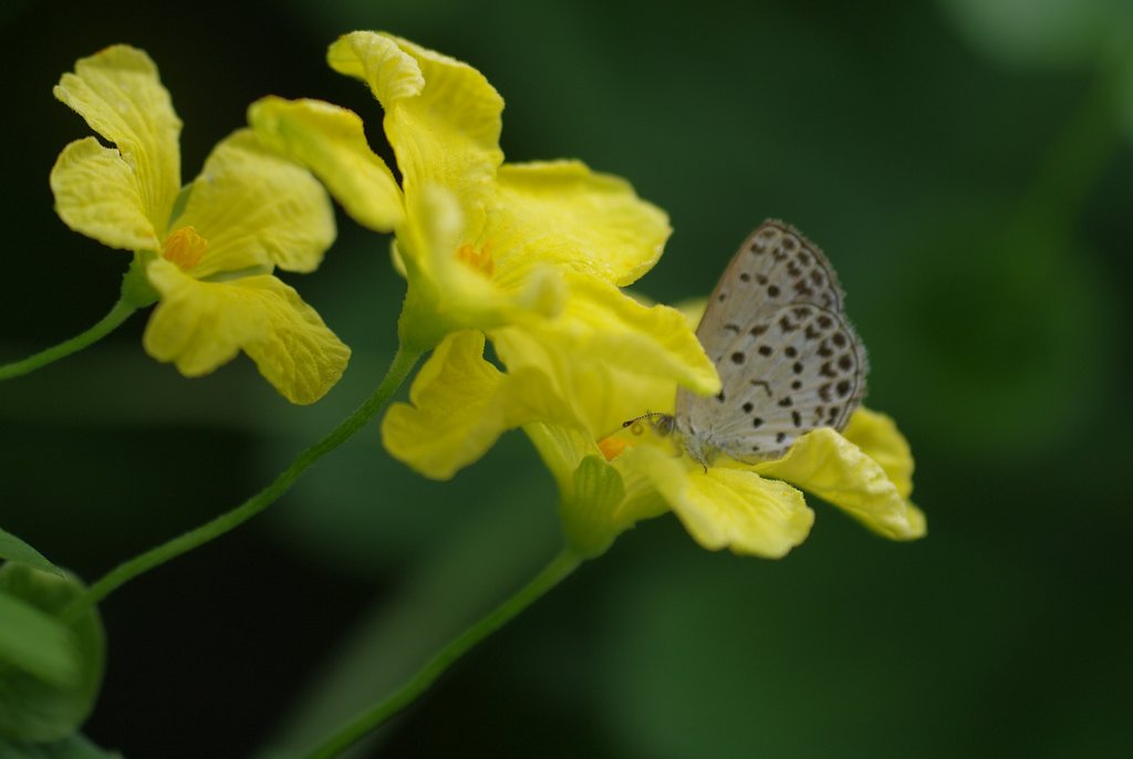 ニガウリの蜜、美味しい？