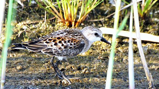 夏羽が残るトウネン