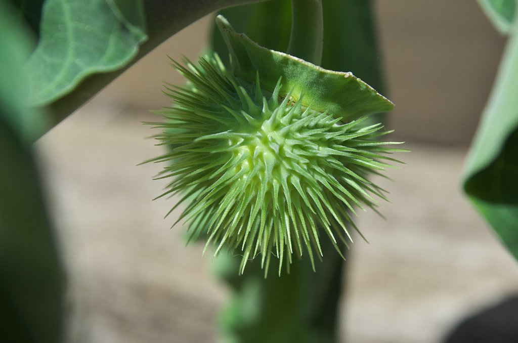 花の後に・・