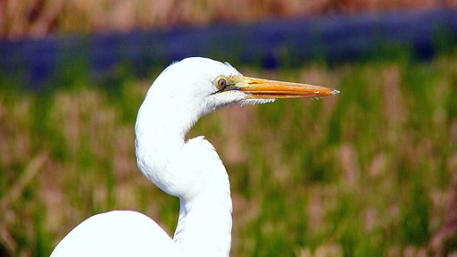 【長】い首の鳥