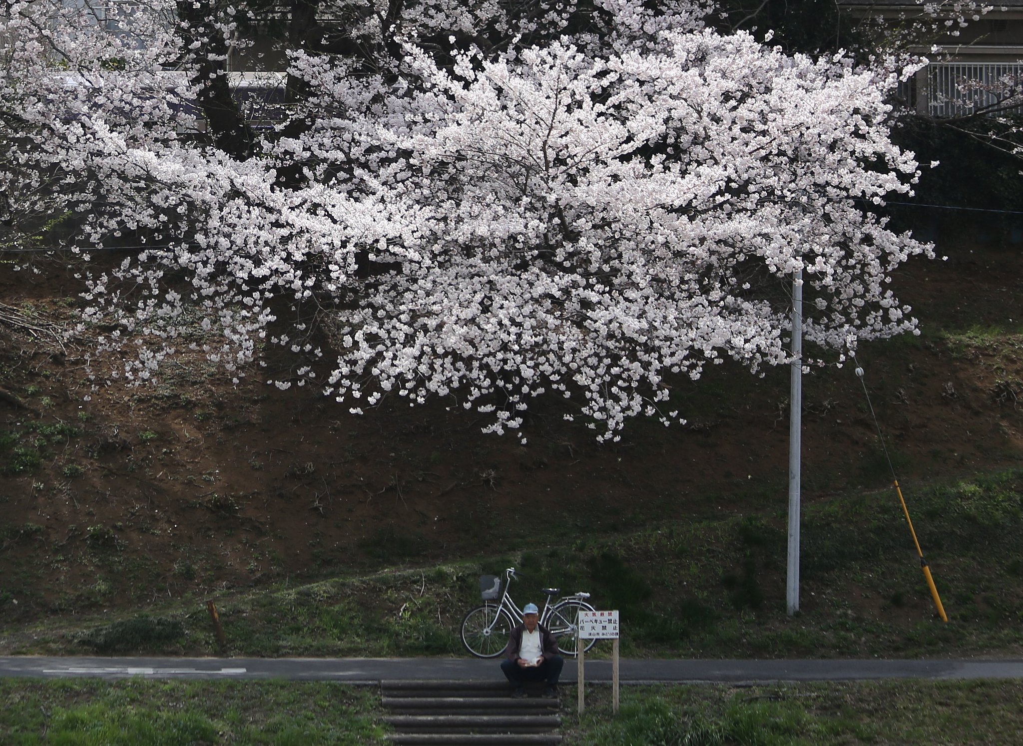 花と老人