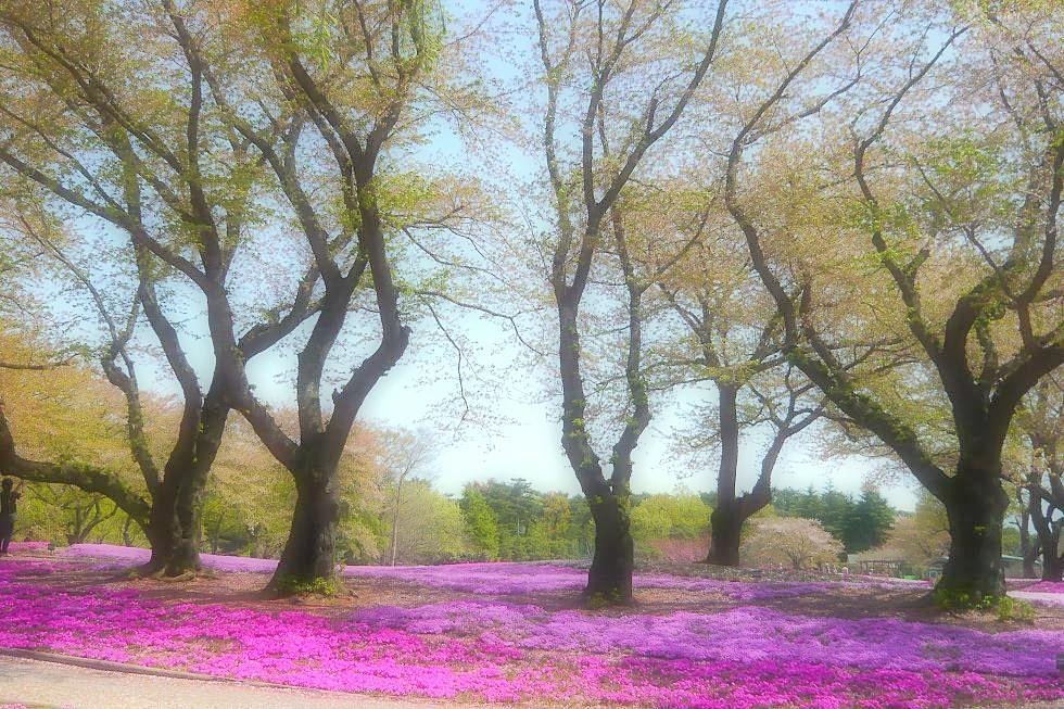 【淡彩】芝桜