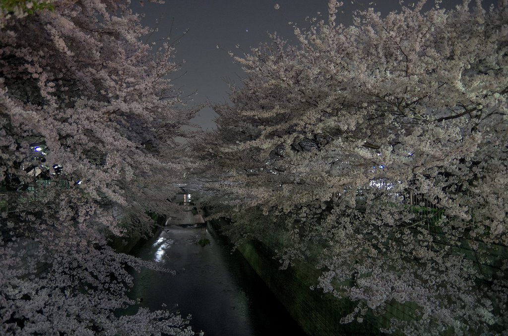 夜桜