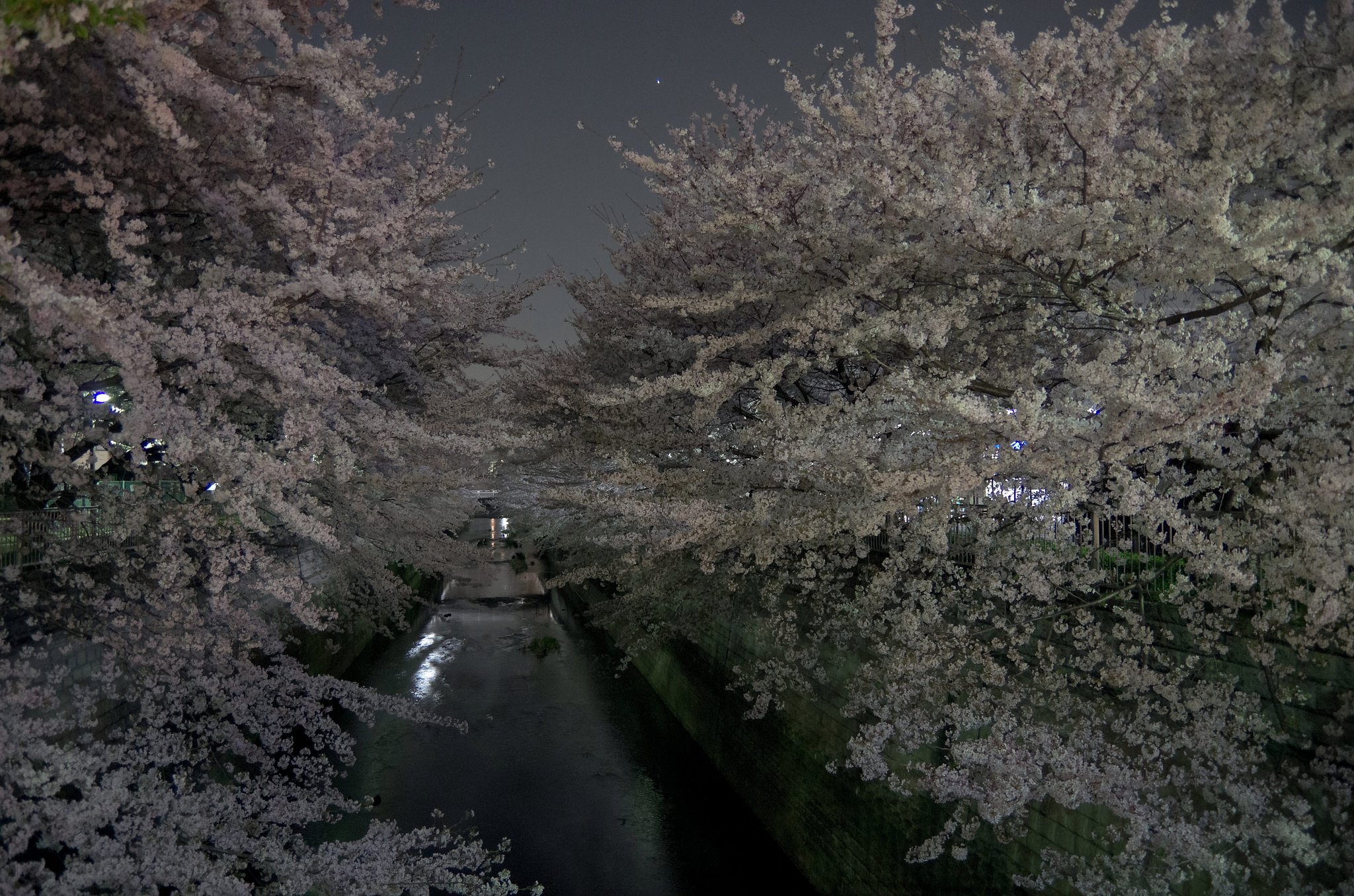 夜桜