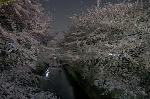 夜桜