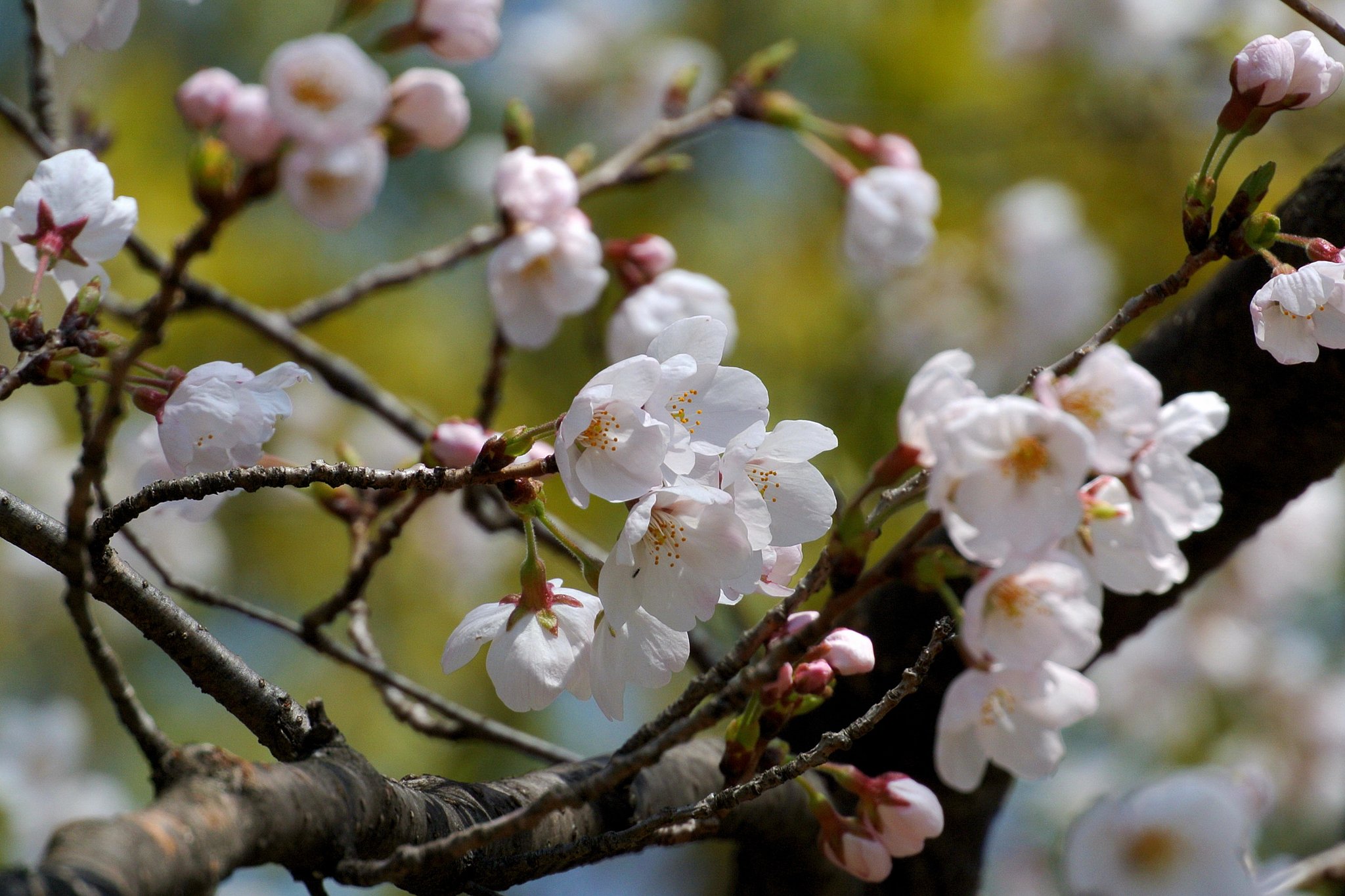 桜