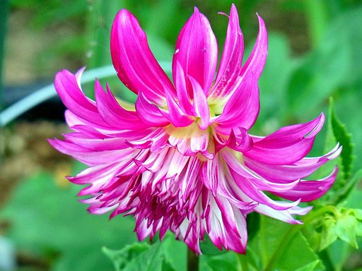 少し派手な花ですかね