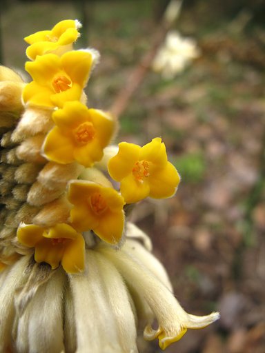 ミツマタの花