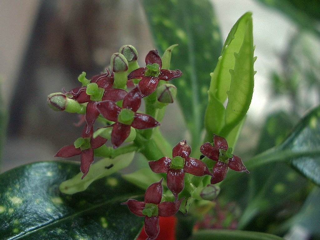 雌花