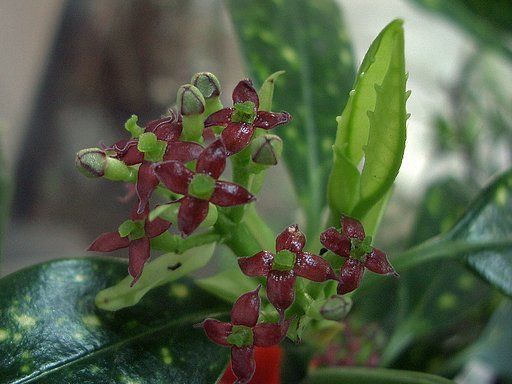 雌花