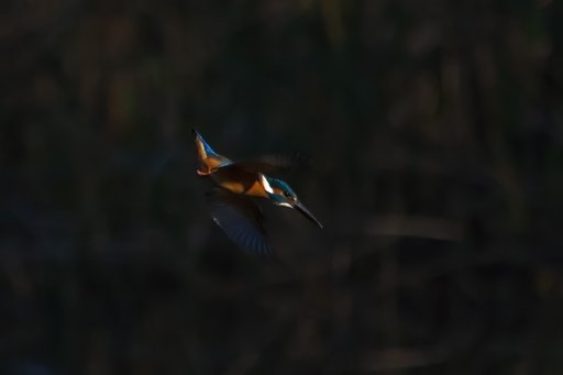 カワセミ・ロックオン