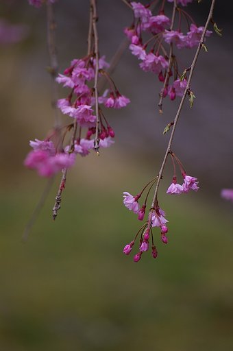しだれ桜？