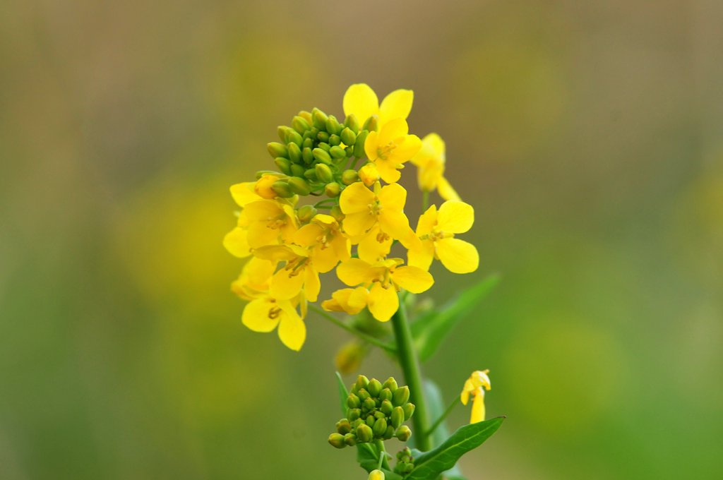 菜の花