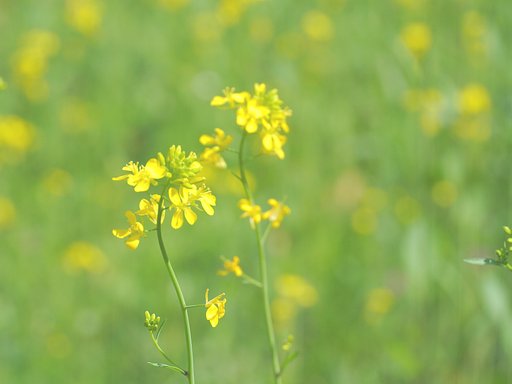 （淡彩）菜の花