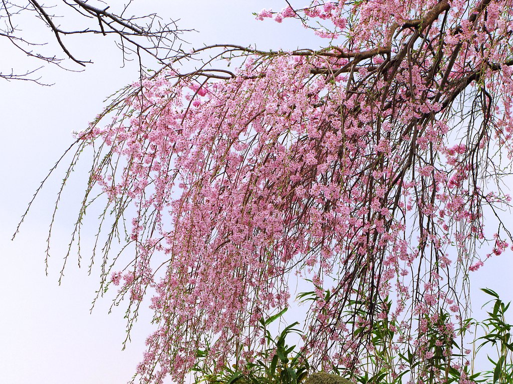 【淡彩】枝垂桜
