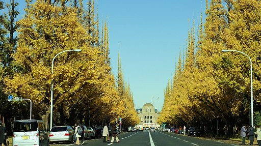外苑の銀杏並木