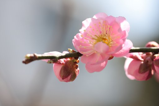 梅　其の弐
