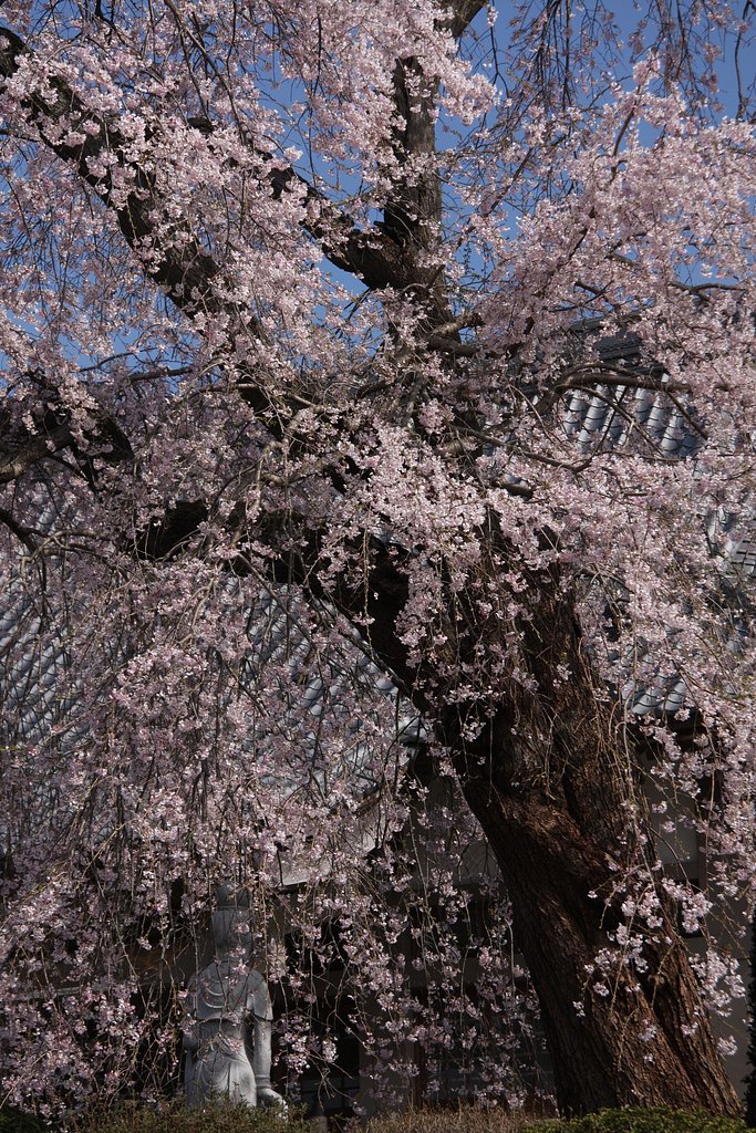 桜花の滝に打たれて