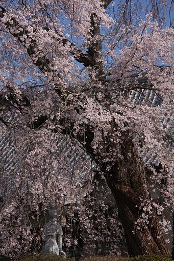 桜花の滝に打たれて