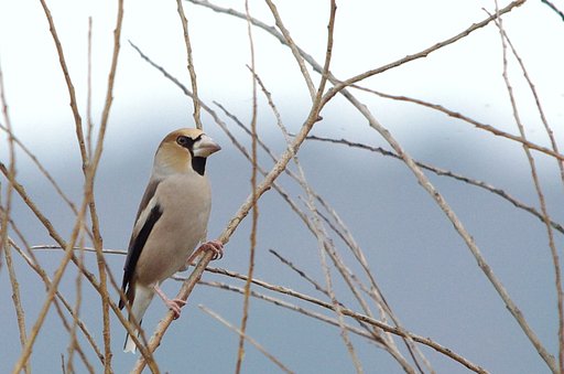 シメの♂