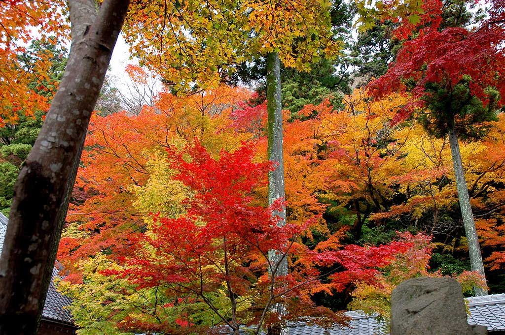 紅葉