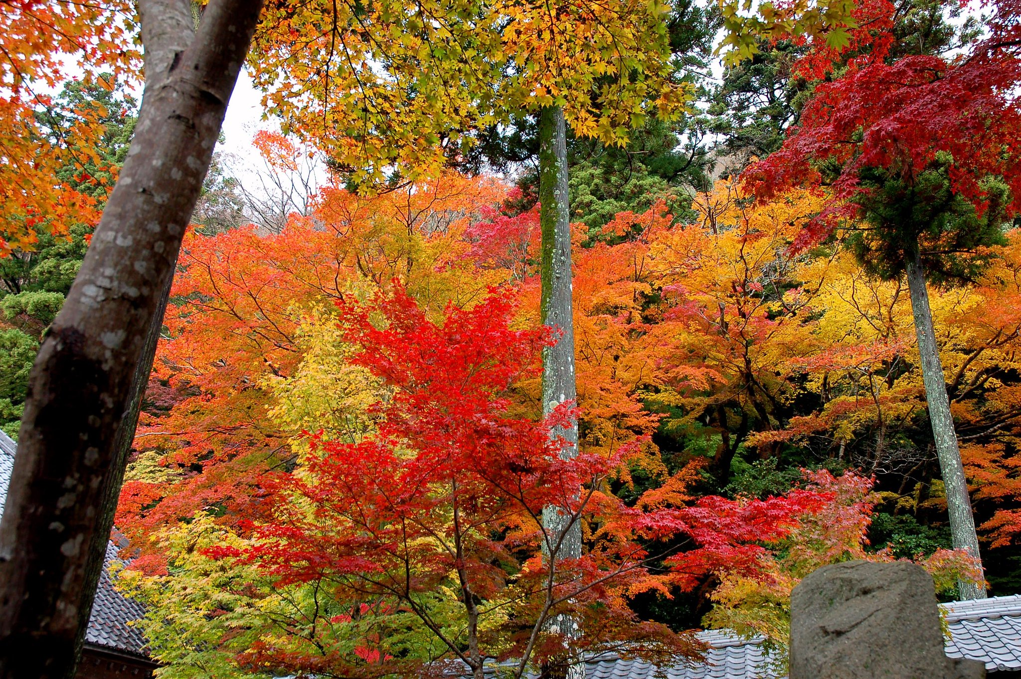 紅葉