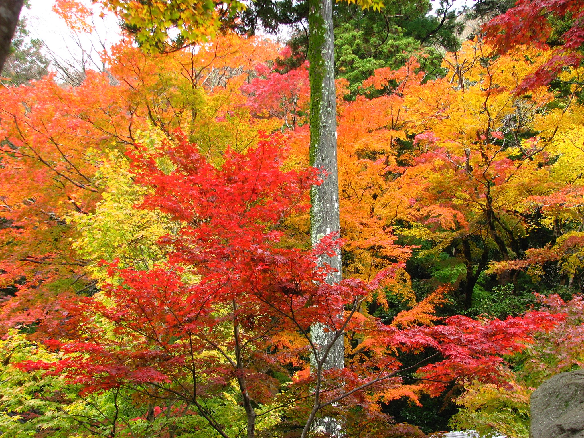 紅葉
