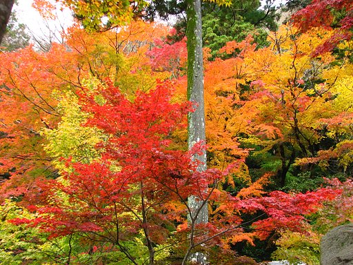 紅葉