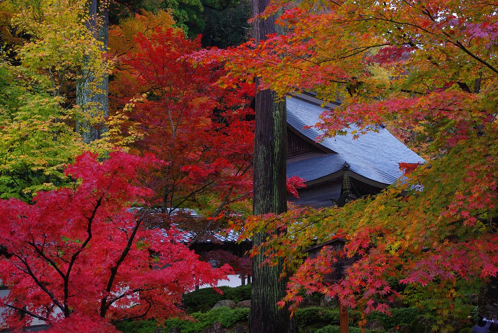 紅葉