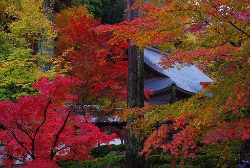紅葉