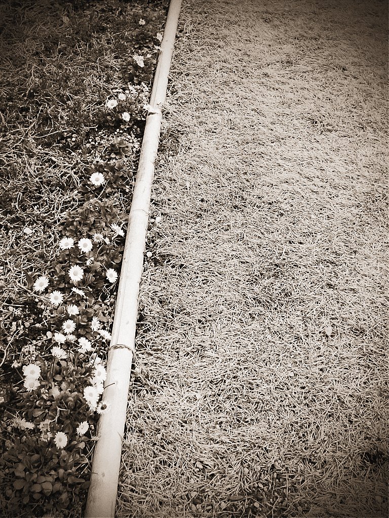 （道）ばたの花